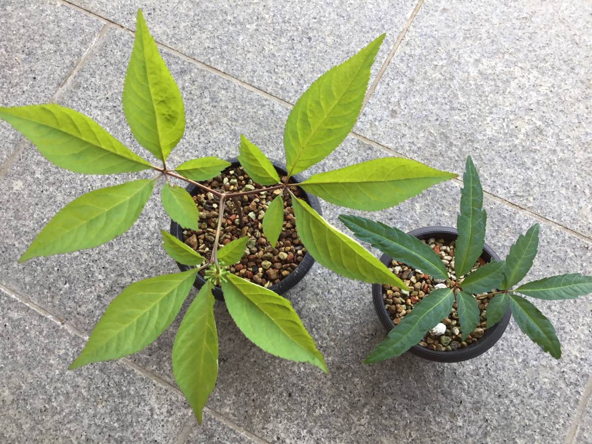 いたします ヤフオク 山野草 斑入り植物 ヤマシャク 斑入りトチバニ いたします