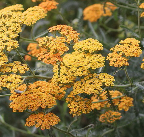 新品 オレンジ ノコギリソウ アキレア ウォルターフンク 耐寒 宿根 草花 山野草 庭植え 鉢植え 地植え ガーデニング 宿根草 の落札情報詳細 ヤフオク落札価格情報 オークフリー スマートフォン版