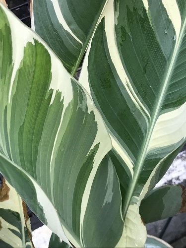 カンナ シュトゥットガルト 苗 Canna 'Schduagert' の落札情報詳細