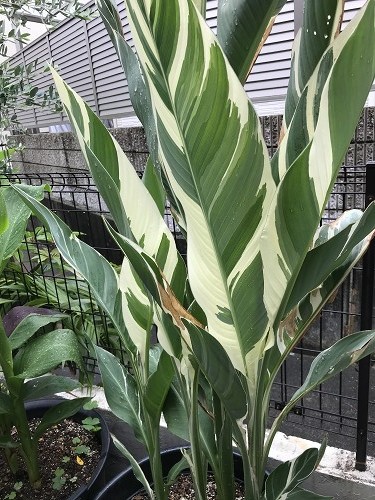 カンナ シュトゥットガルト 苗 Canna 'Schduagert' の落札情報詳細