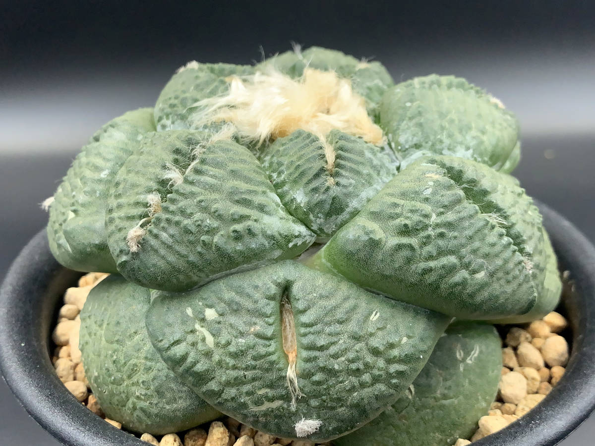 PW》サボテン アリオカルプス“亀甲牡丹「ゴジラ」”実生 自根 多肉植物