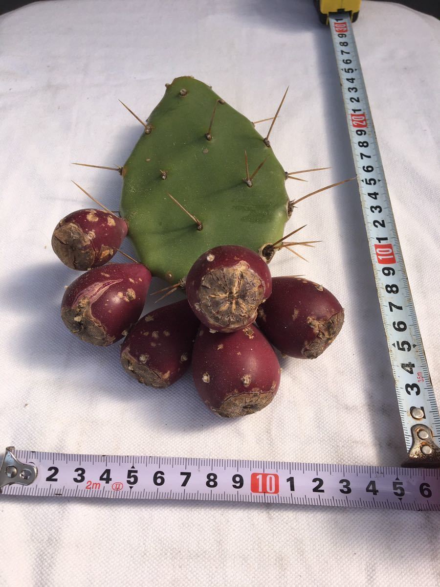 ウチワサボテン カット苗 実6個つき 検 多肉植物 さぼてん サボテン 百年草 の落札情報詳細 ヤフオク落札価格情報 オークフリー スマートフォン版