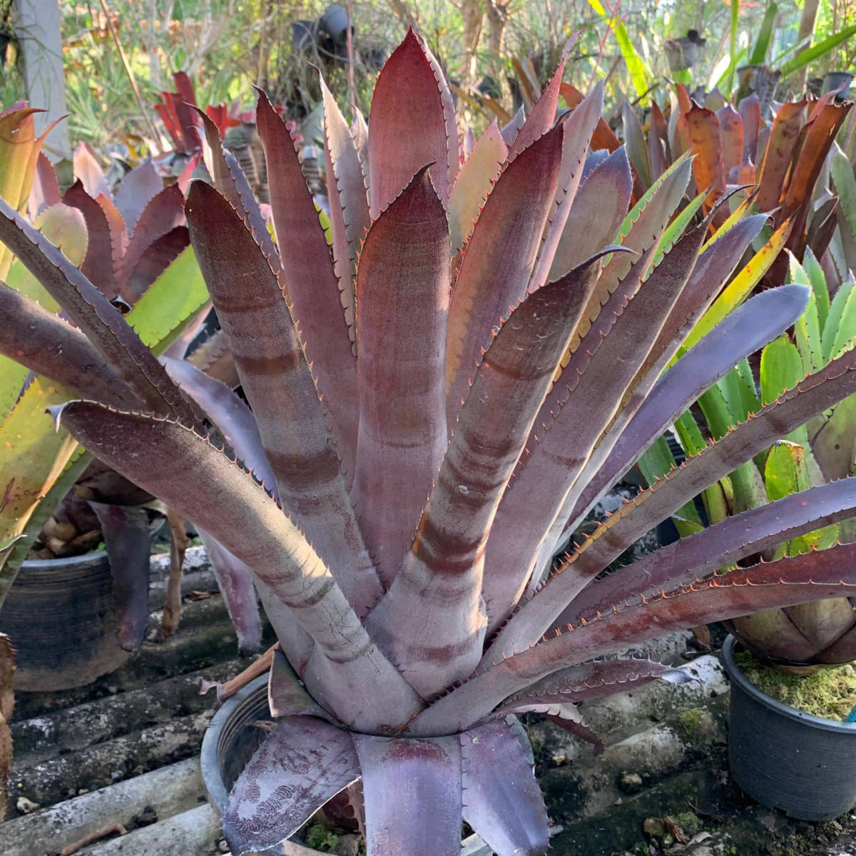 新品】ホヘンメア ☆ xHohenmea (Aec.Roberto Menescal x (Hoh