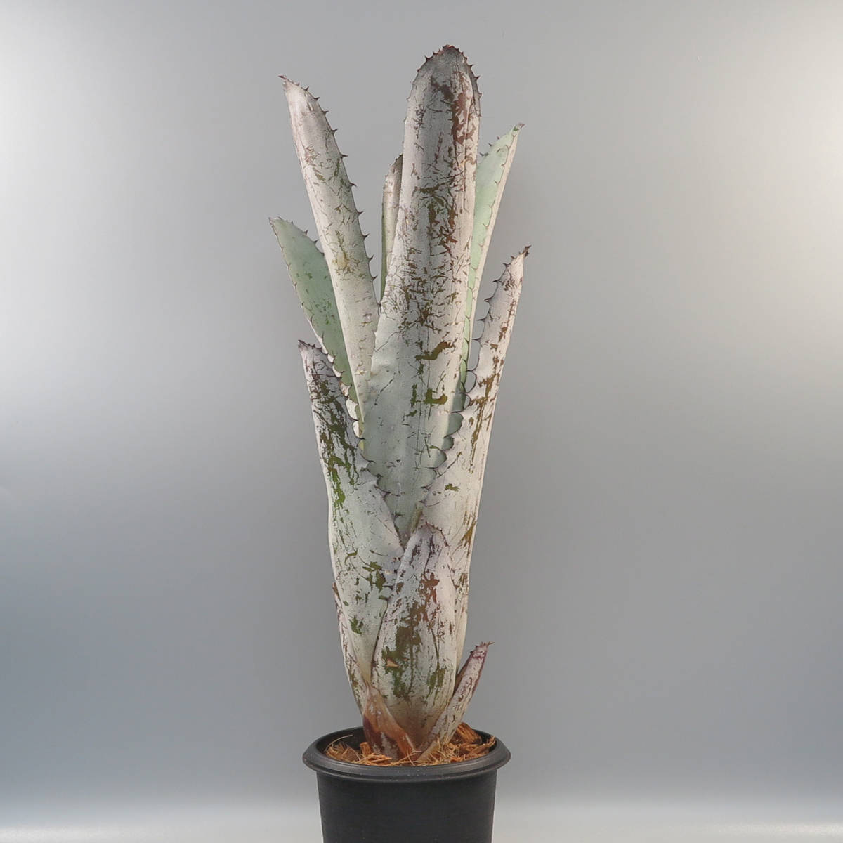 新品】ホヘンメア ☆ xHohenmea (Aec.Roberto Menescal x (Hoh