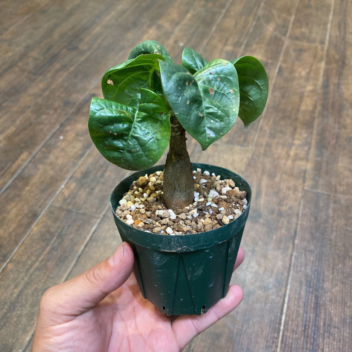 ボンバックス Pseudobombax ellipticum 鉢付発送 ボンバックス Pseudobombax ellipticum 鉢付発送