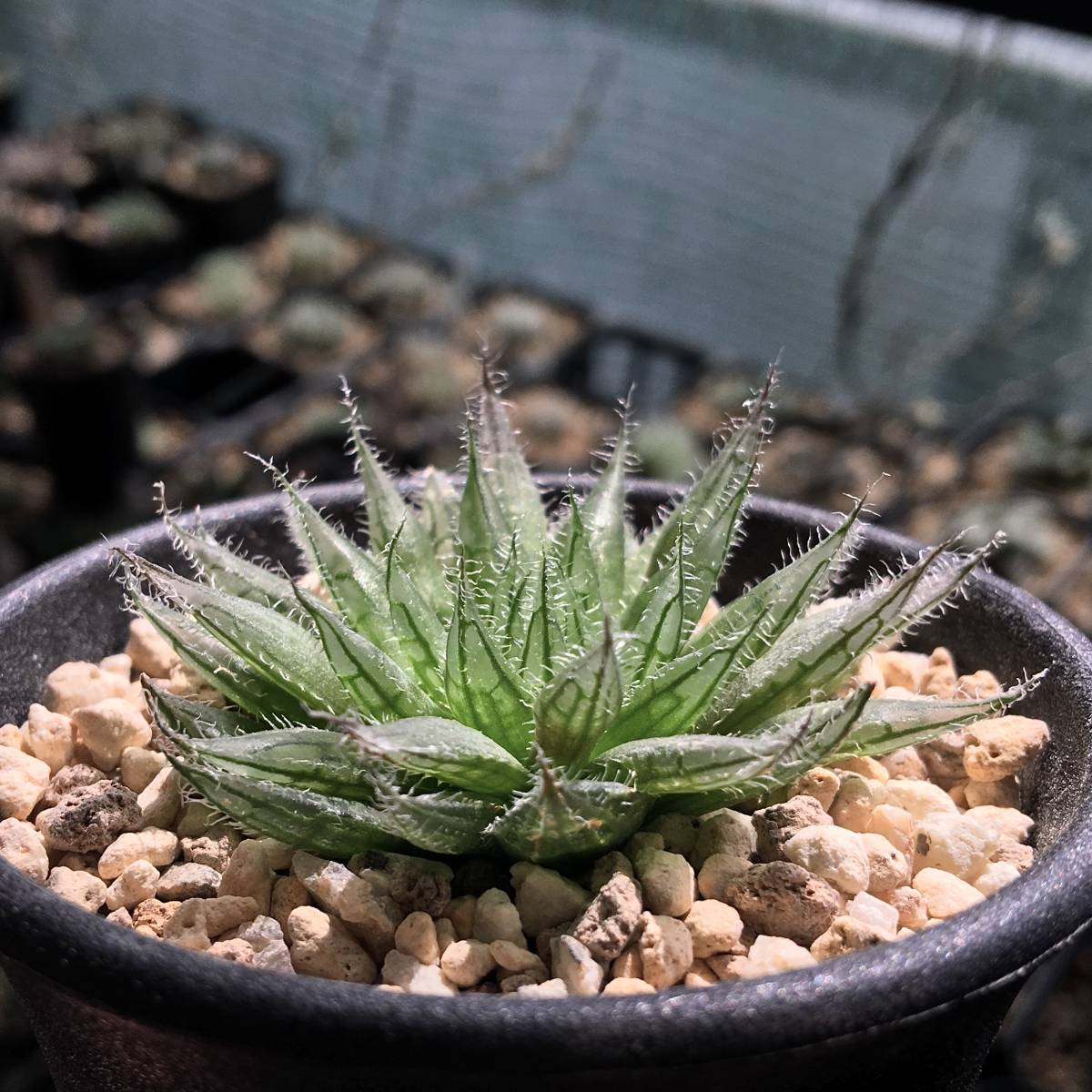 新品 原種 ハオルチア ベラ H Bella Mbb6798 Houtkloof 多肉植物 の落札情報詳細 ヤフオク落札価格情報 オークフリー スマートフォン版