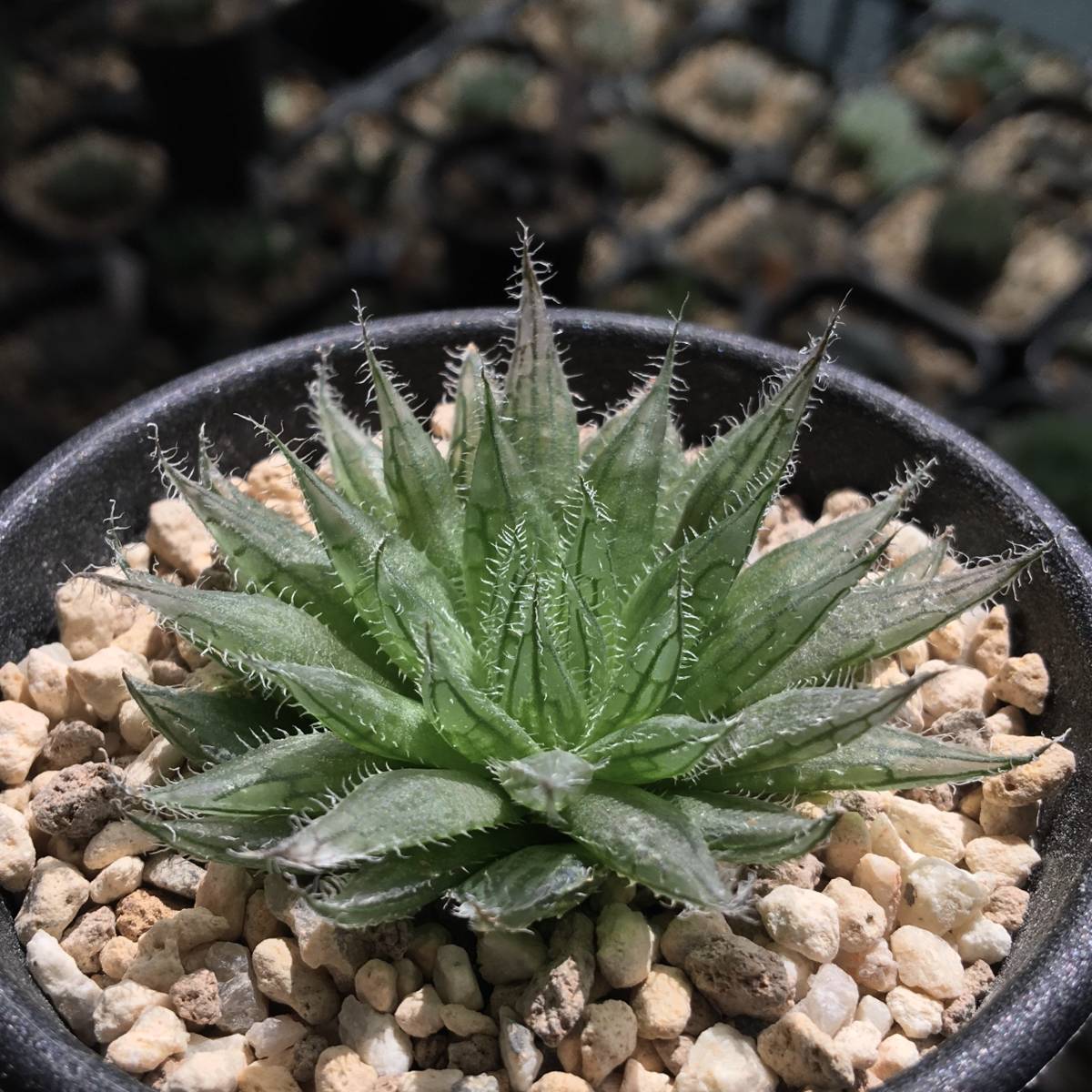 新品 原種 ハオルチア ベラ H Bella Mbb6798 Houtkloof 多肉植物 の落札情報詳細 ヤフオク落札価格情報 オークフリー スマートフォン版