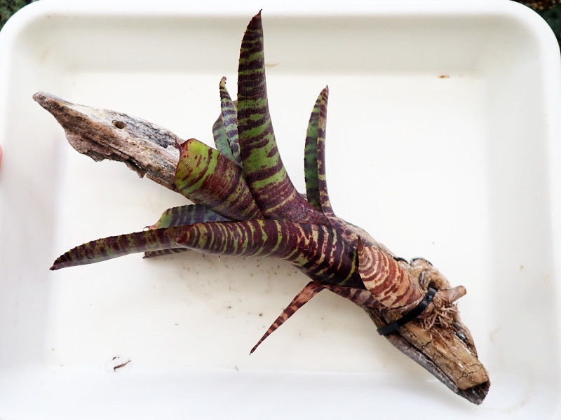 アナナス ネオレゲリア 原種 Neo Ampullacea Rafa 流木着生 の落札情報詳細 ヤフオク落札価格情報 オークフリー スマートフォン版