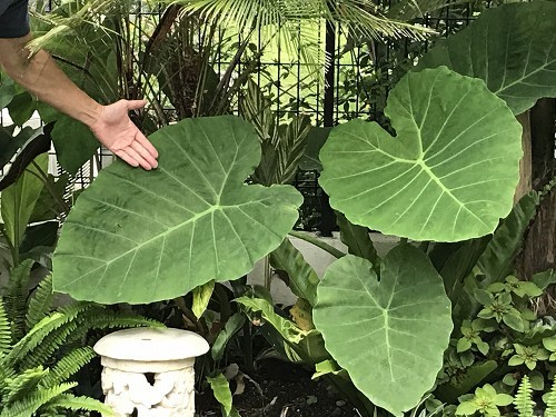 大型種【耐寒】コロカシア ギガンティア 小さから Colocasia gigantea