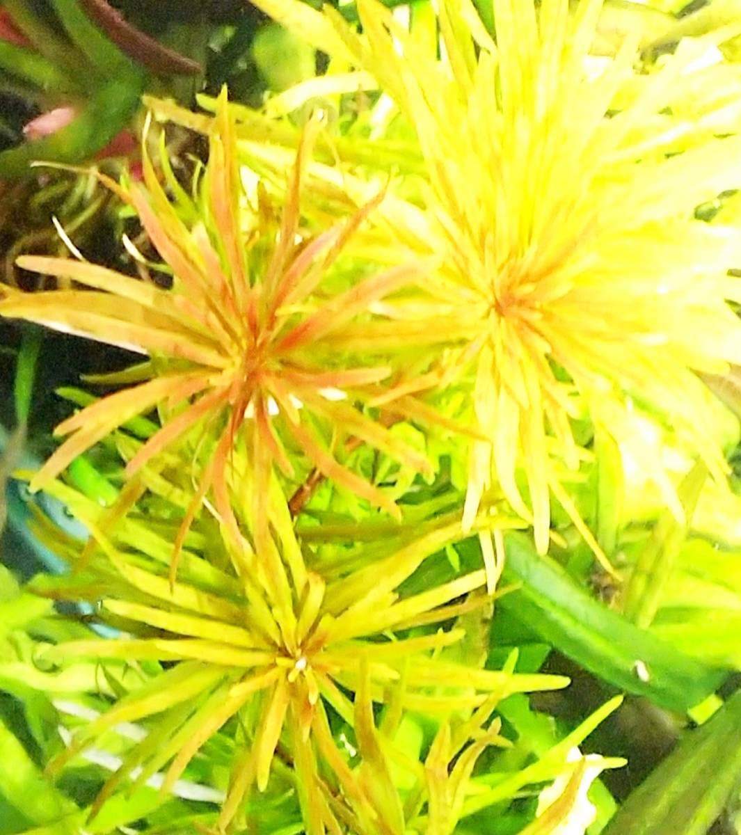 アラグアイア レッド ロタラ 無農薬 Rnbi Lv