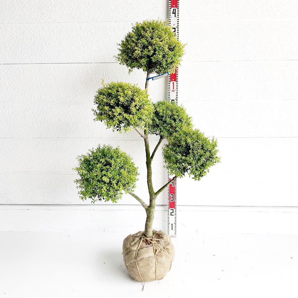 キンメツゲ 3本立ち 約120cm 根巻【トピアリー/玉柘植/柘植/苗木