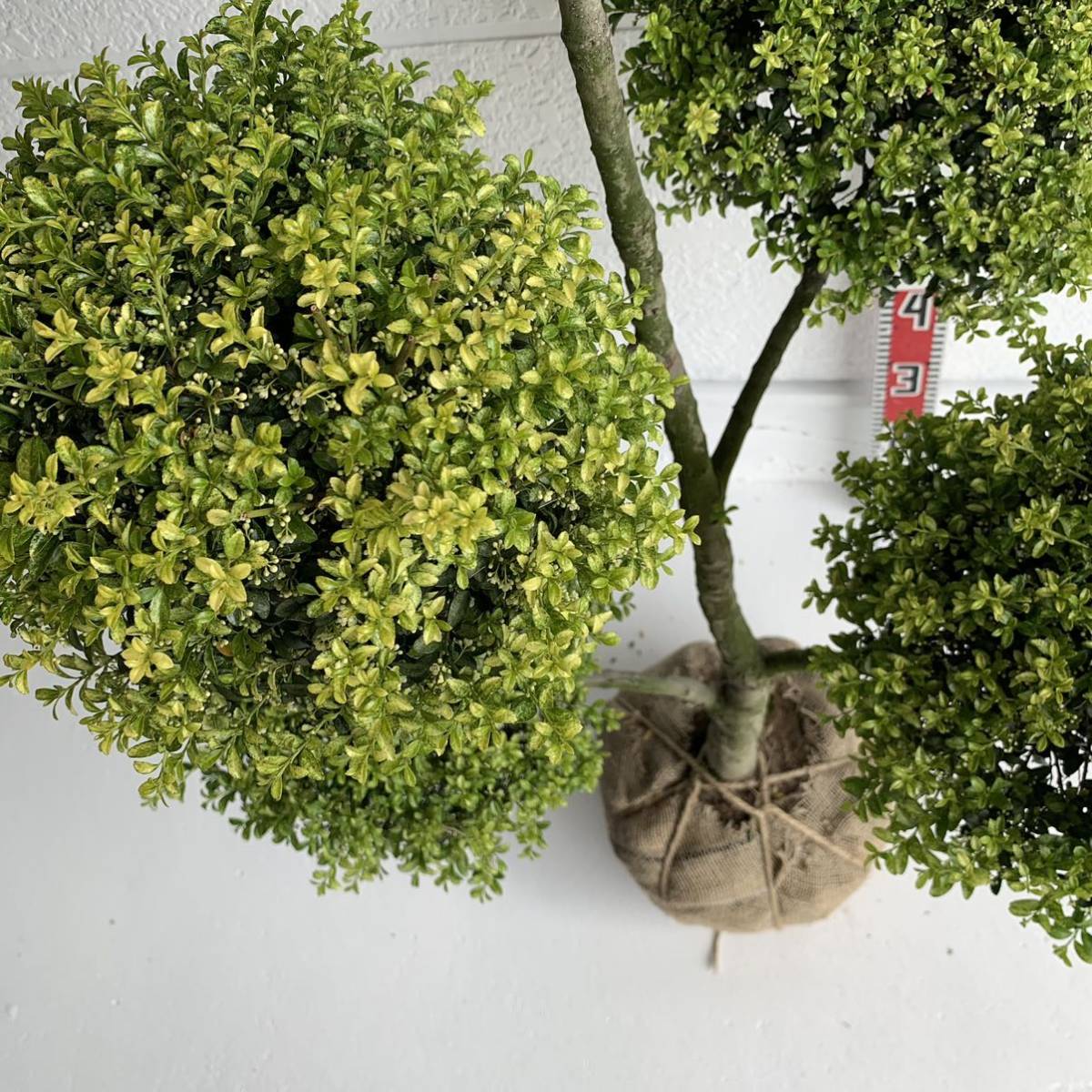 キンメツゲ 散らし 約110cm 根巻【トピアリー/玉柘植/柘植/苗木/植木