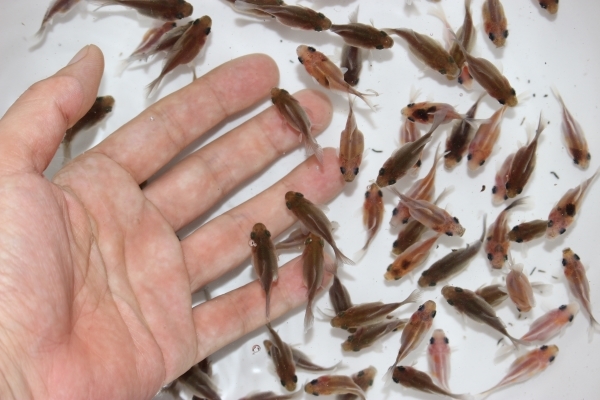 新品 選別漏れ 玉サバ 稚魚 画像全部 短尾 発送日限定7月14日15日 透明鱗普通鱗ミックス 動画 玉さば 自家産 金魚 ショートテール タマサバ の落札情報詳細 ヤフオク落札価格情報 オークフリー スマートフォン版