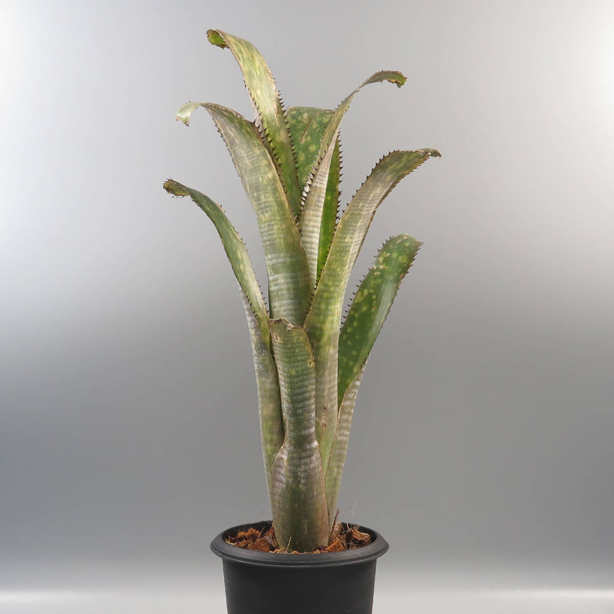 タンクブロメリア ビルベルギア 『Kolan Offspring』 タンクブロメリア