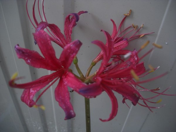 個人栽培品 濃ピンク 花先が青紫に染まる 彼岸花 神秘的 球根 1個 ヒガンバナ リコリス 希少 山野草 の落札情報詳細 ヤフオク落札価格情報 オークフリー スマートフォン版