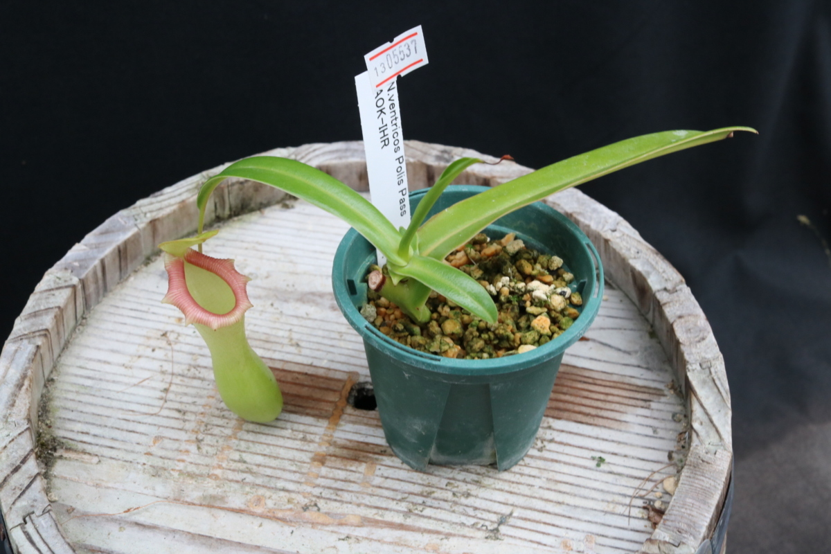 N.ventricosa polis pass AOK-IHR 4号【食虫植物ネペンテス】HIPS 13-07050