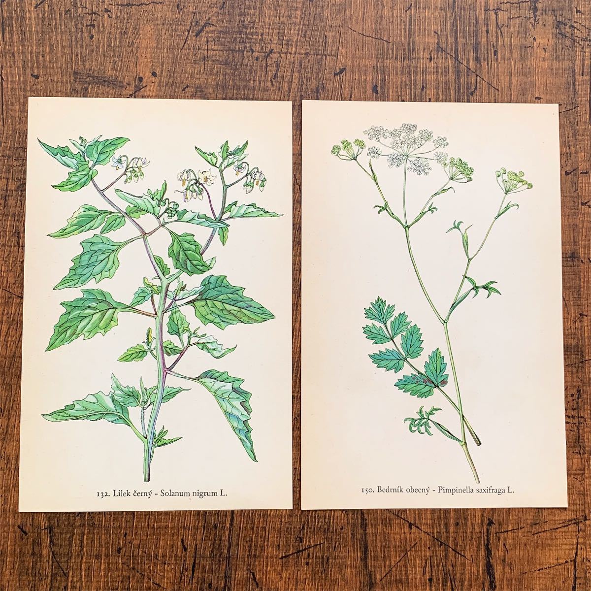 やや傷や汚れあり】[1936年]チェコの古いボタニカルアート2枚セット