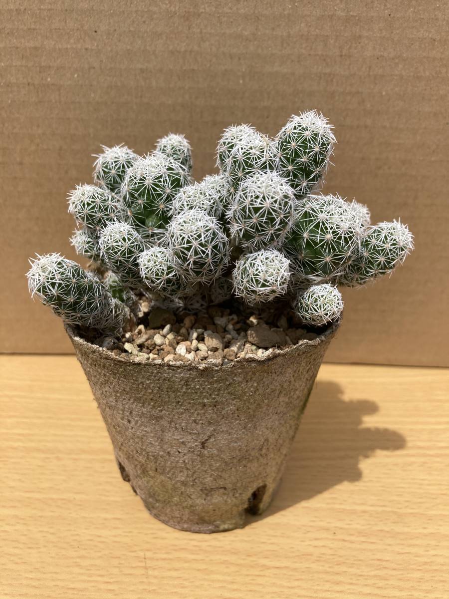 サボテン・多肉植物》花籠錦 アズテキウム 竜神木接木