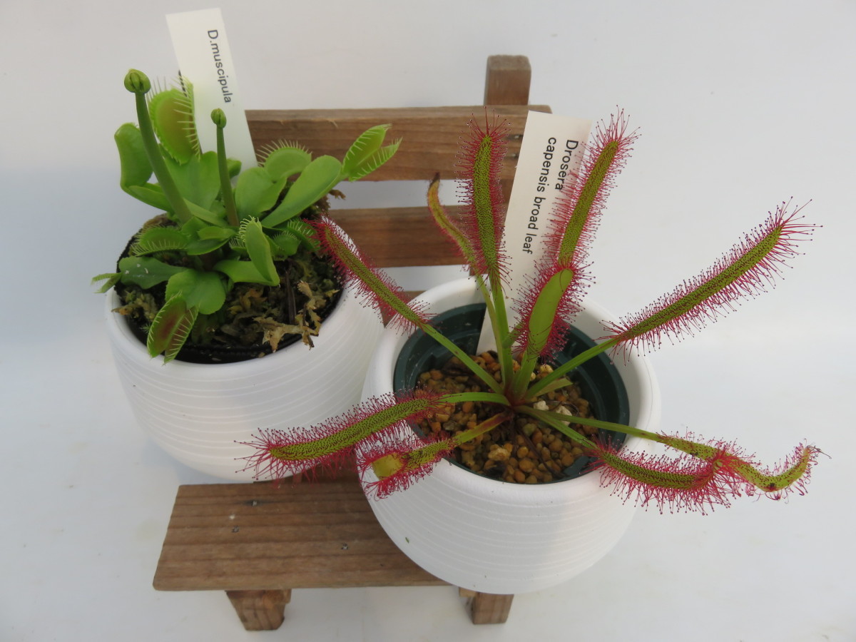 D Muscipula Red Piranha ２号 丸鉢付き食虫植物 ハエトリソウ 在庫一掃