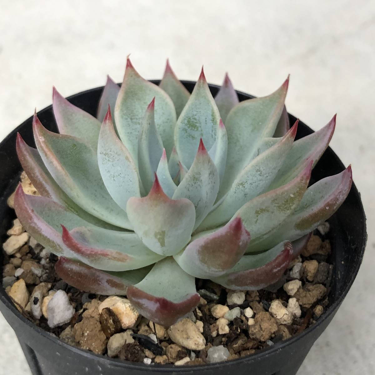 ミックスベリア 青鬼 札付 写真更新 エケベリア・セダム 