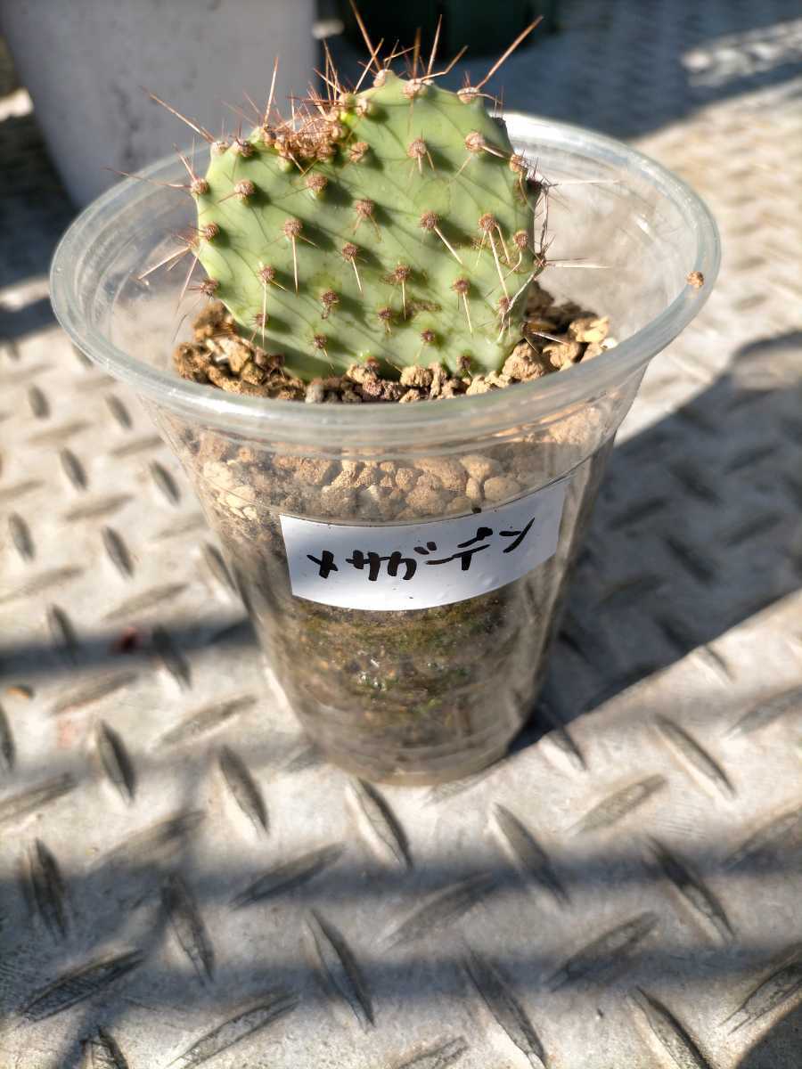 Opuntia Violacea Rita Var Santa ウチワサボテン オプンチア サボテン ドライガーデン 多肉植物 柔らかい Var Santa
