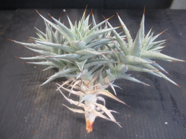 デウテロコニア ローレンチアナ シルバー b2bae8e6825e4ce119f6f78c9fc19c