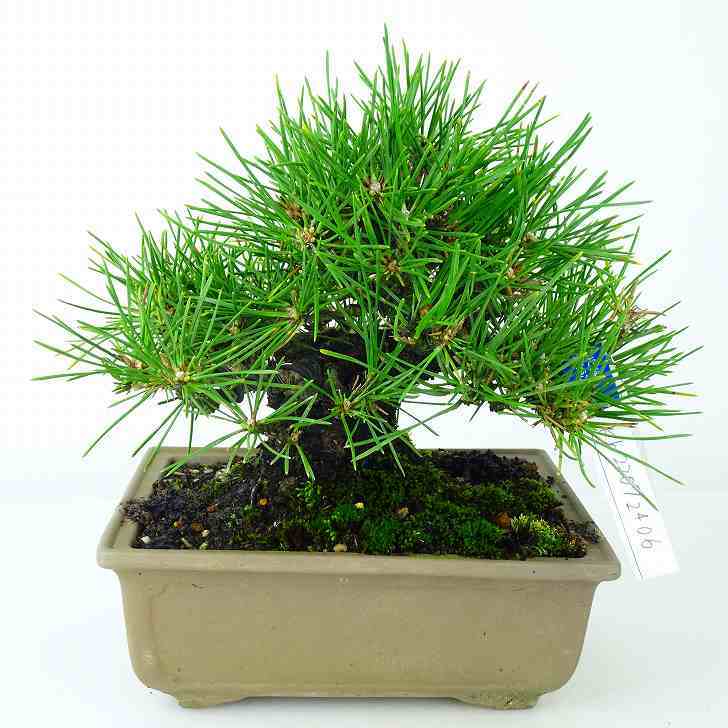 【未使用】黒松 くろまつ Pinus thunbergii クロマツ マツ科 常緑針葉樹 観賞用 盆栽 小品 現品の落札情報詳細 ...