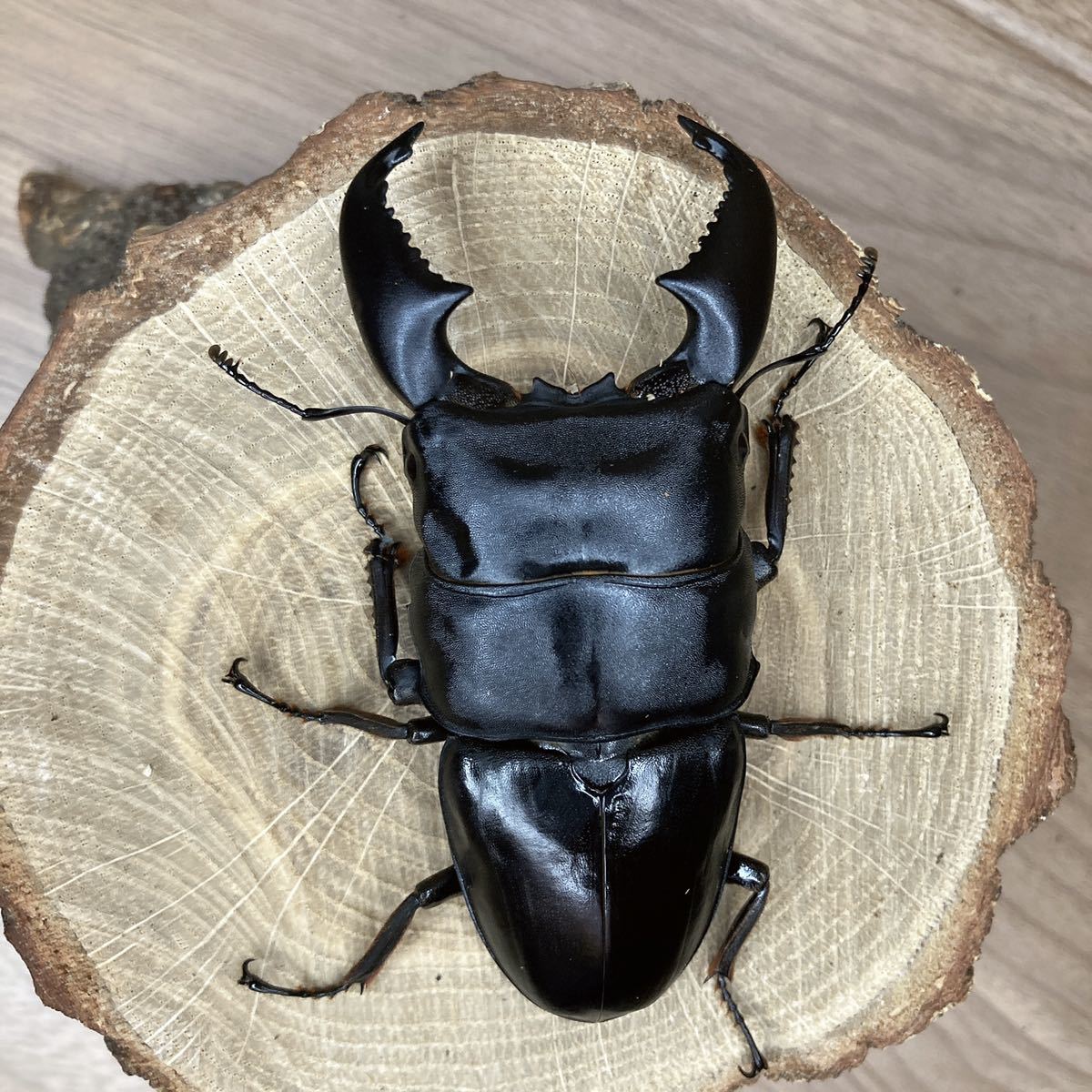 あかがね 本土ヒラタクワガタ ペア