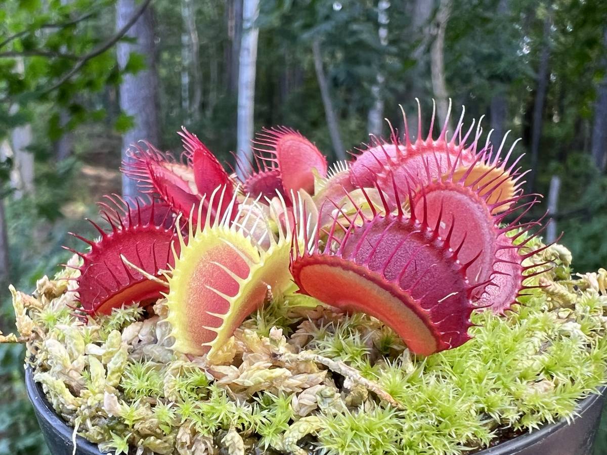 Muscipula 食虫植物 Dionaea ハエトリソウ ディオネアマスシプラ Cox 2号 ドラキュラ Trev Ex ハエトリグサ オリジナル Dracula Escoteirosgo Org Br