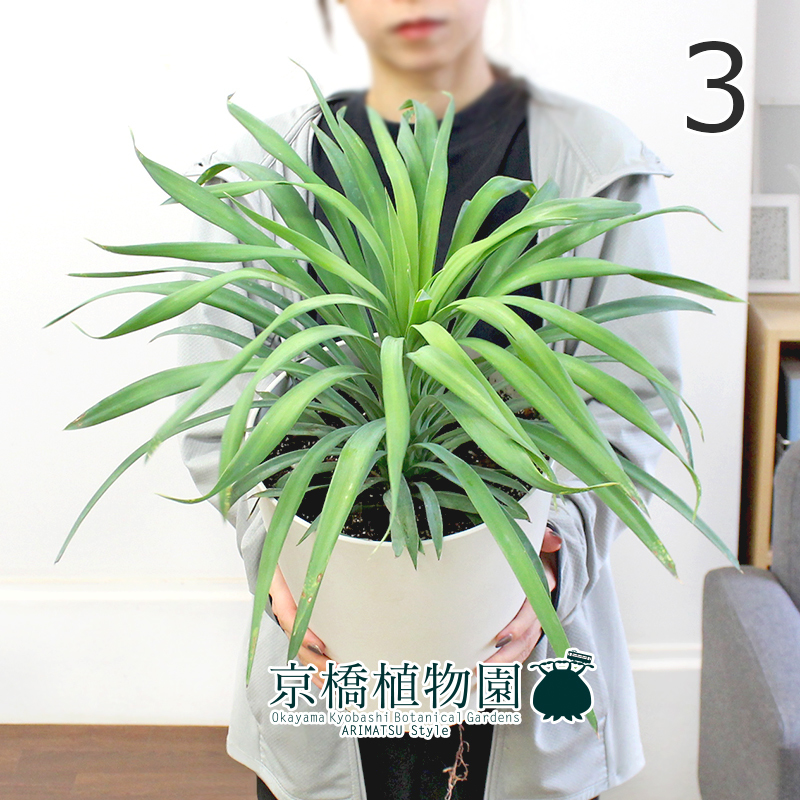 ユッカ デイスメテイアーナ70センチ※ 【公式通販】