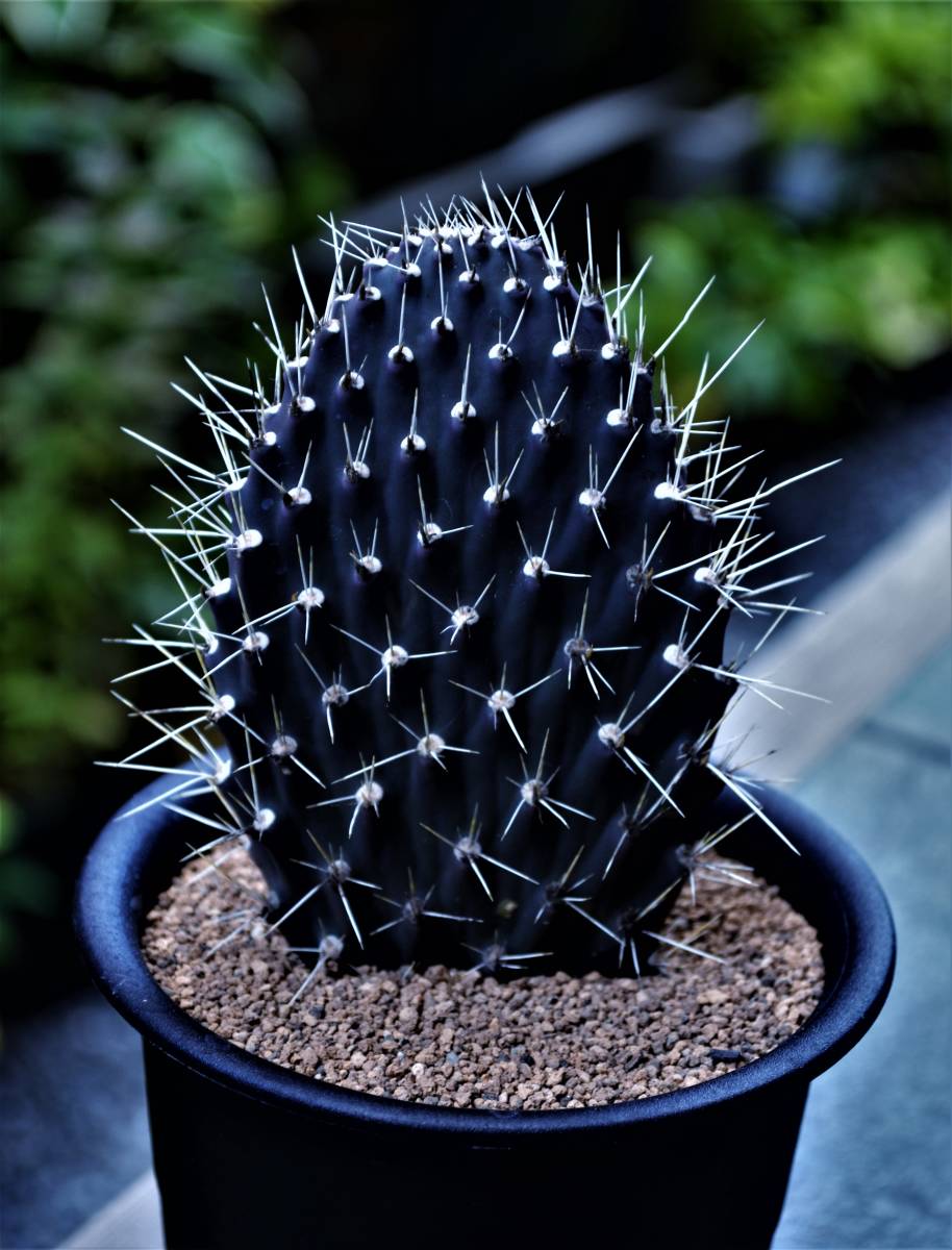 ①ガラパゴス団扇（黒肌白棘と金棘タイプ）