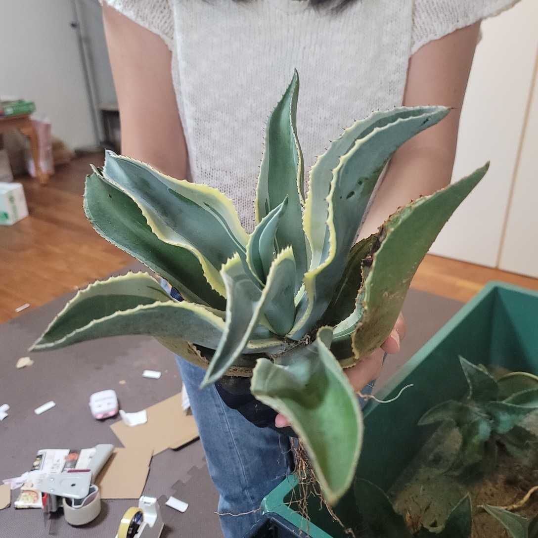 サルミアナ フェロックス錦 縞斑 極上斑 アガベ アメリカーナ オバティ