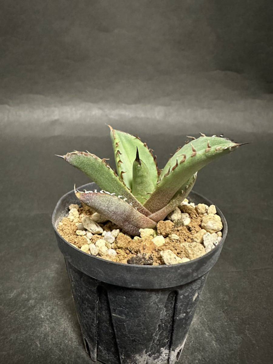 多肉植物 アガベ チタノタ ドワーフ 3.5号 個体B(現品 多肉植物 アガベ チタノタ ドワーフ 3.5号 個体B(現品