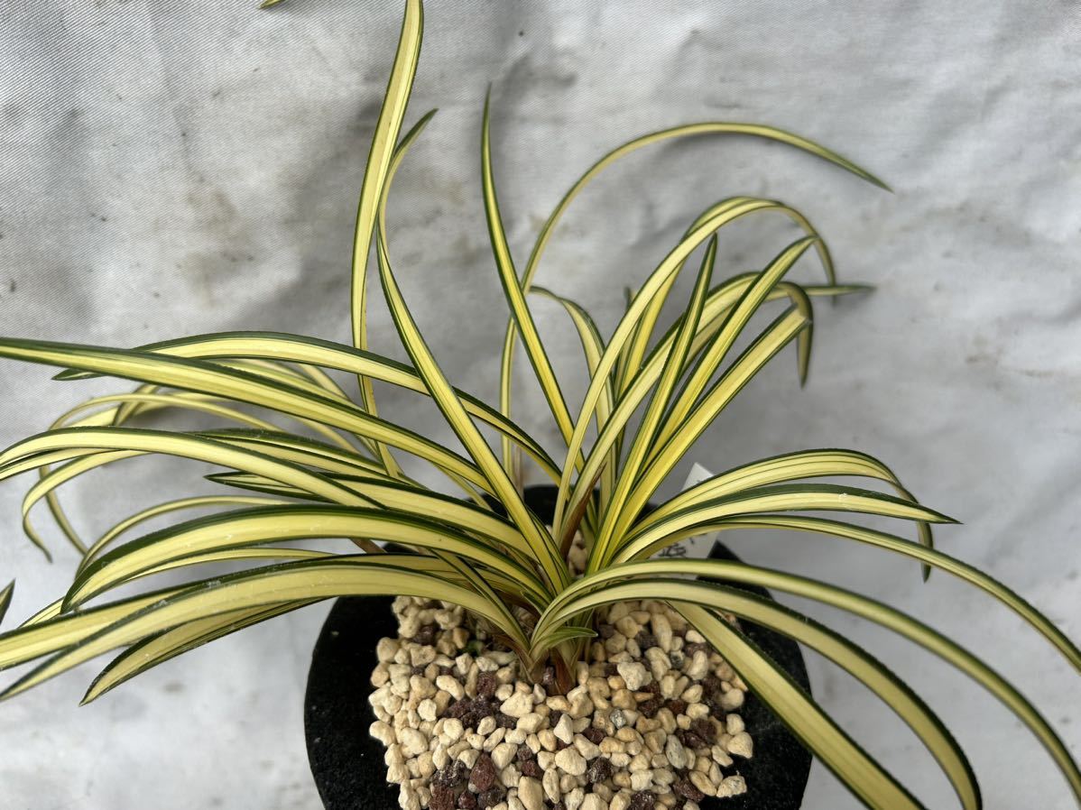 中国春蘭【緑雲】花芽1付き /日本春蘭 東洋蘭 山野草 寒蘭