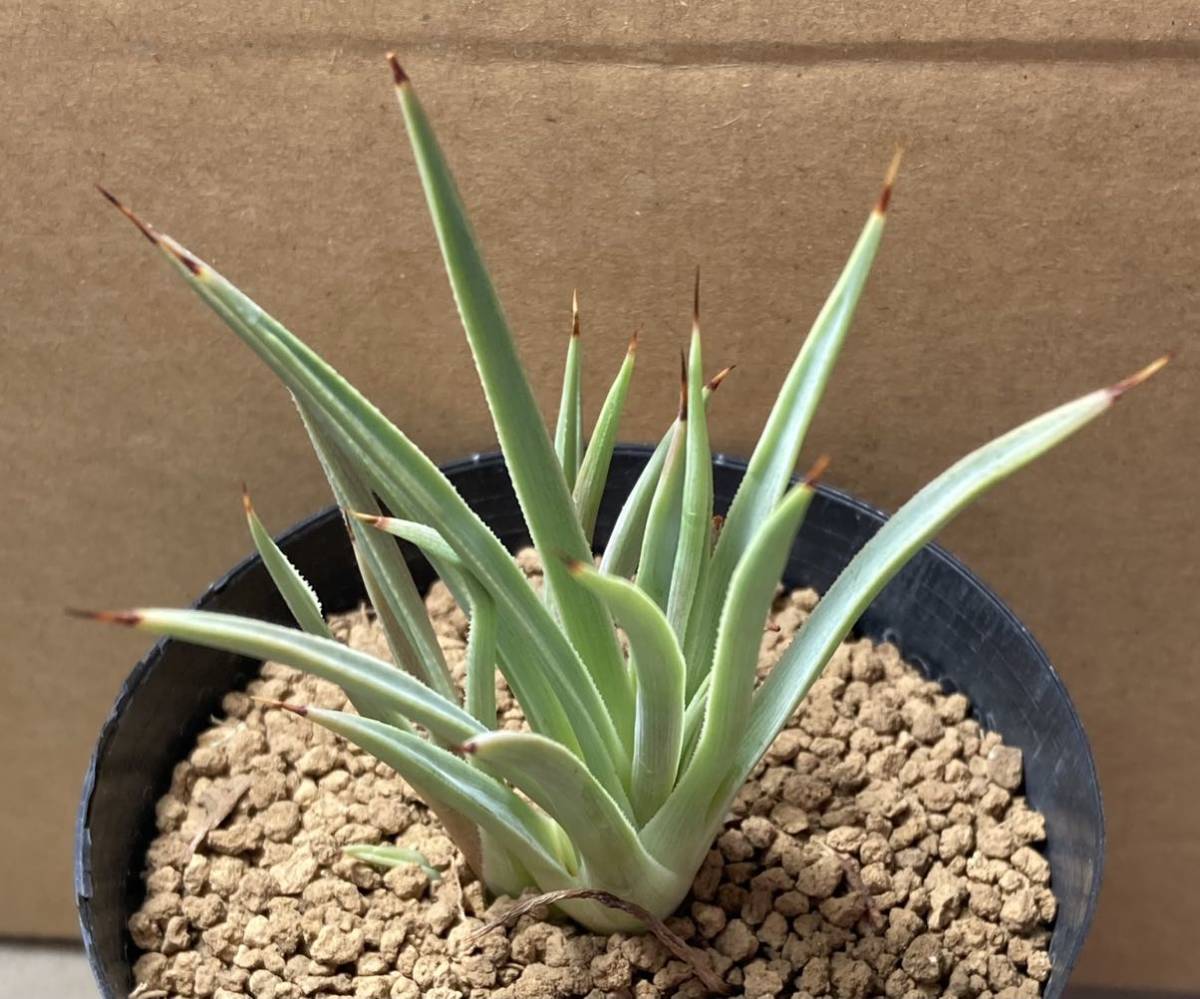 アガベ ストリクタ 吹上【agave stricta】10号鉢