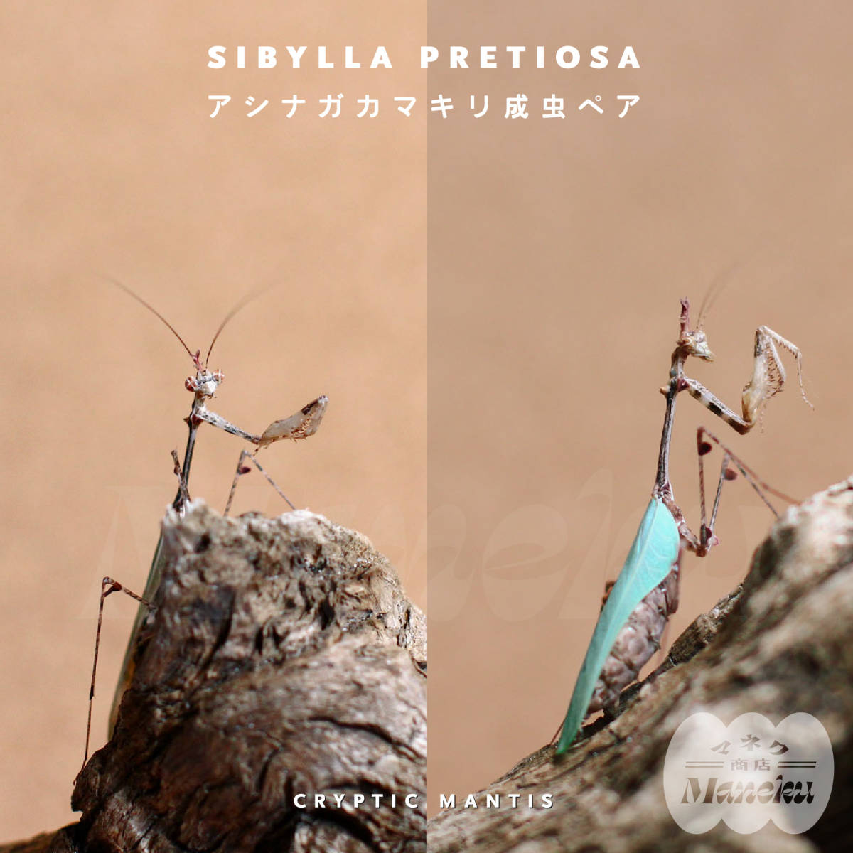 【未使用】アシナガカマキリ（ミコカマキリ） 成虫1ペア Sibylla Pretiosa (Cryptic Mantis) カマキリペットの ...