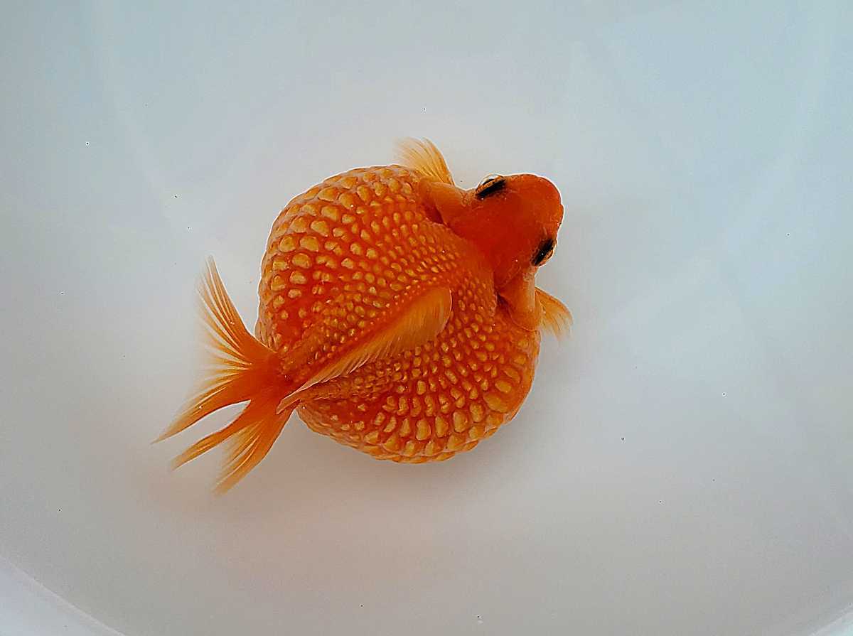 極上物！協会系らんちゅう優良個体（岡山産） 2歳