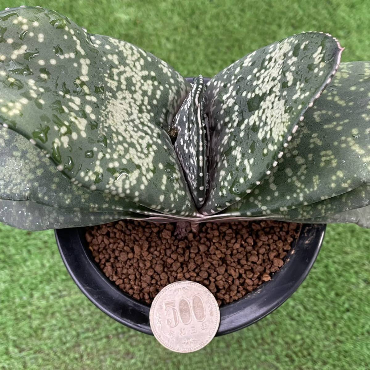 目立った傷や汚れなし】（≧∇≦）多肉植物 ガステリア 恐竜 サイズは 