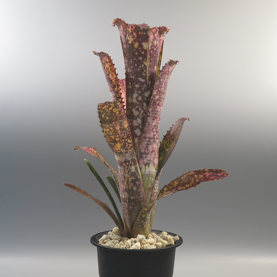ブロメリアbillbergia kolan beauty