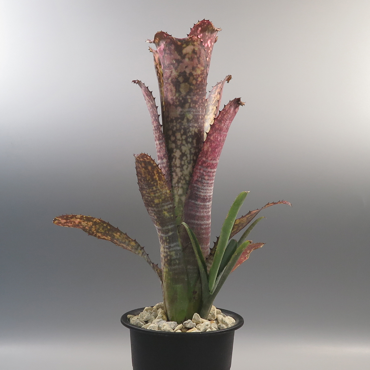 未使用】SALE! 02. ビルベルギア ☆ Billbergia Kolan Apocalyptic x