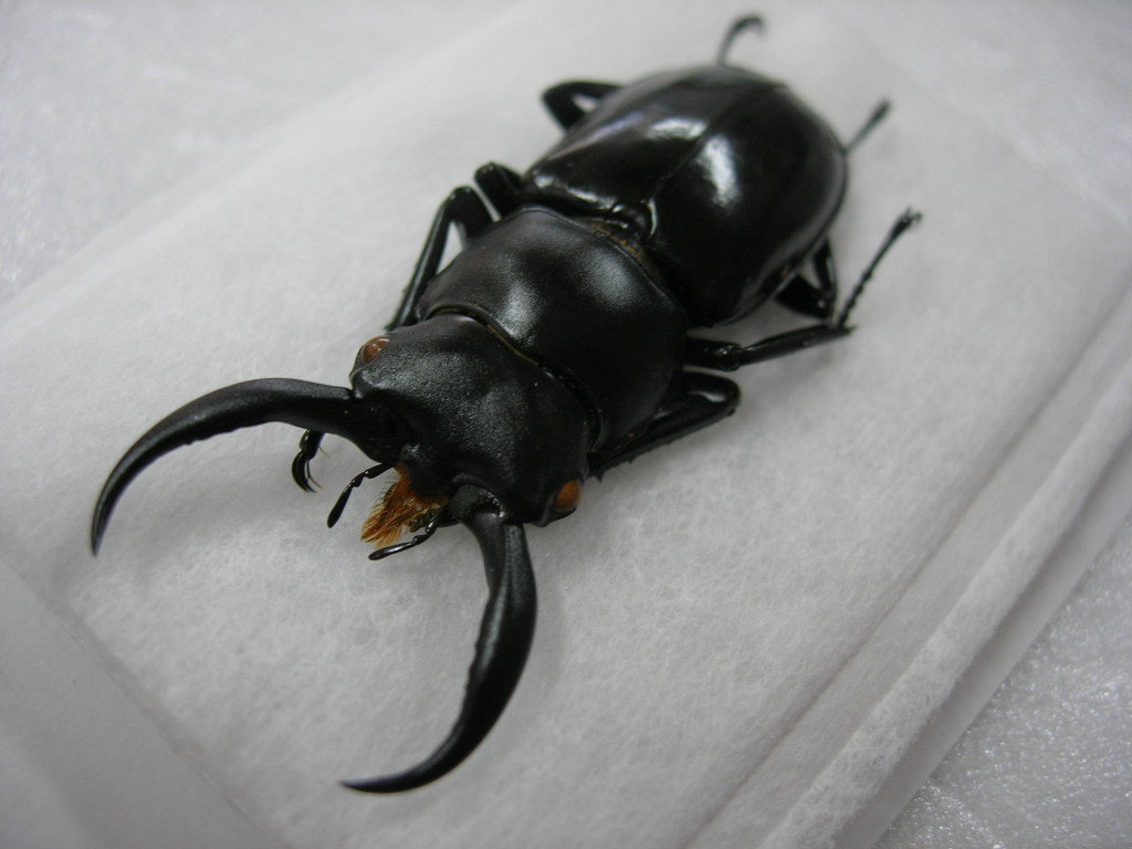 昆虫標本☆10000円スタート☆ミャンマー産ウエストウッディ―オオシカ