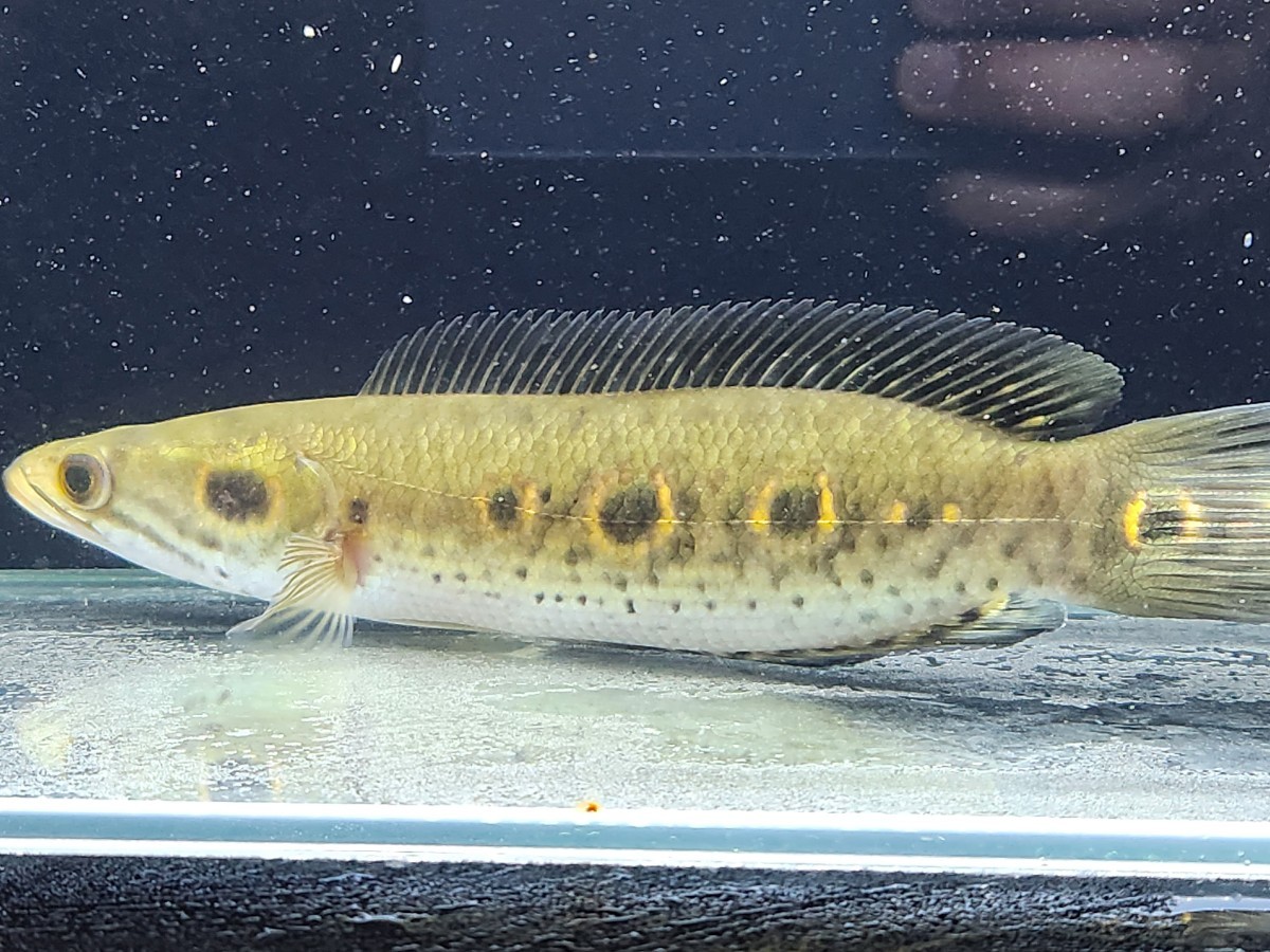 オセレイトスネークヘッド BIGサイズ35cm