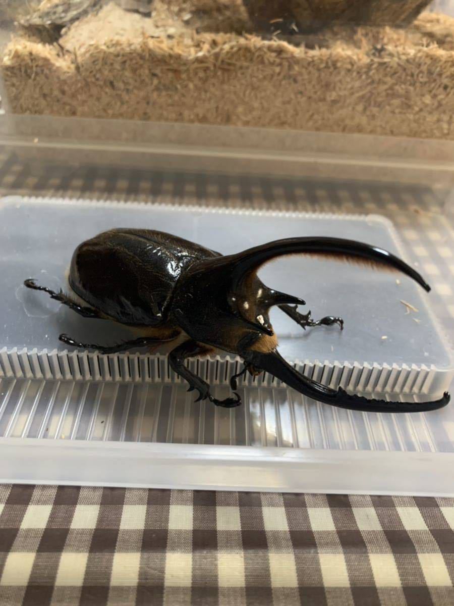 ネプチューンオオカブト成虫 1ペア
