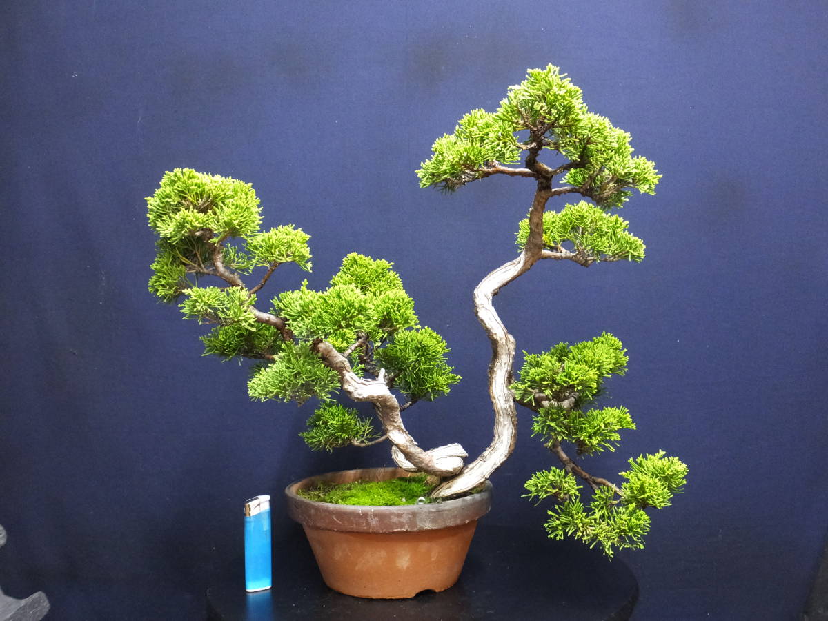 【専用　最強学習マシーン】甲州野梅　盆栽　古い 甲州野梅 ※小品(実生) 花芽はありません。 [赤富士園]