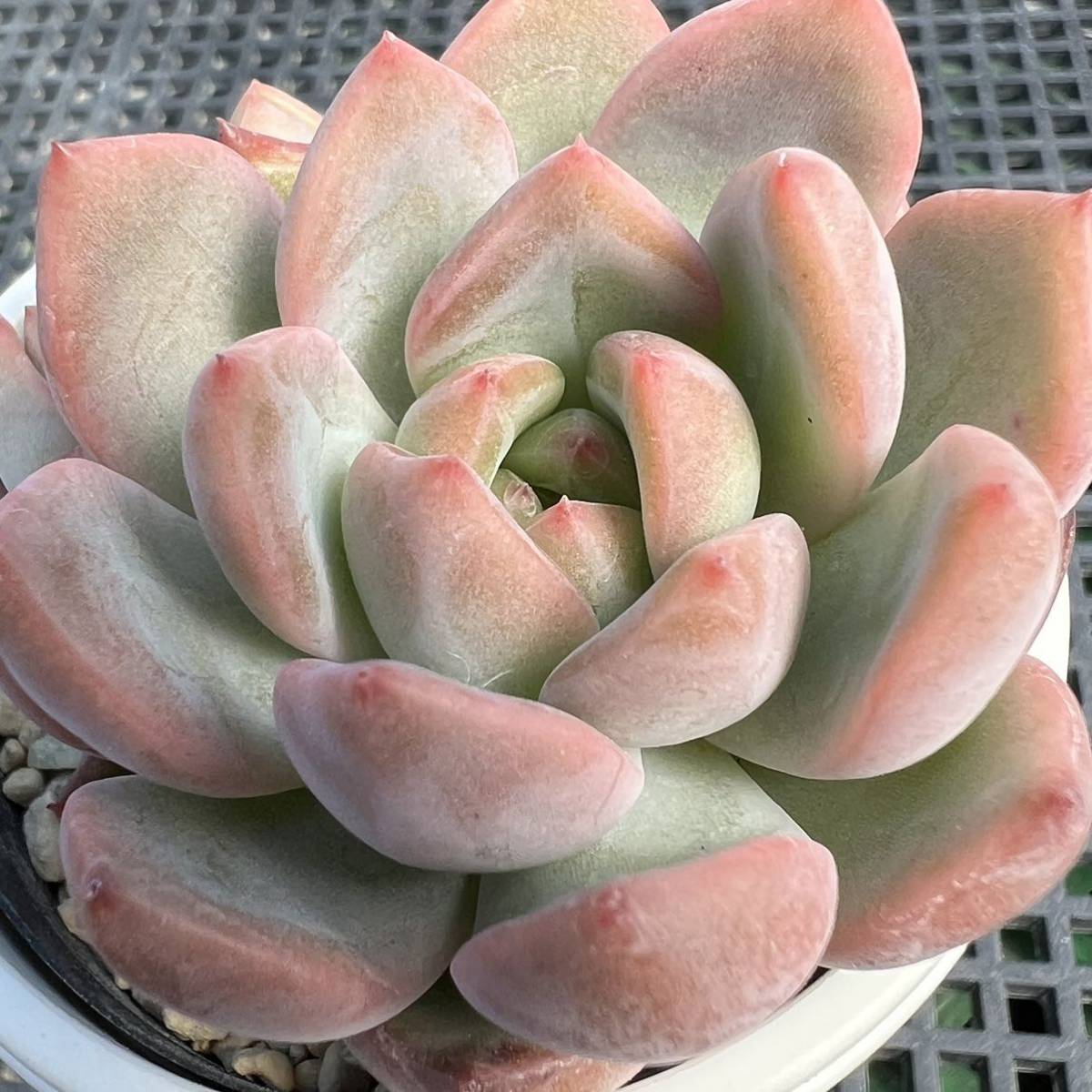 多肉植物　大苗　ジェイドポイント　抜き苗( アガボイデスの交配種) Amazon.co.jp: アガボイデス根付き抜き苗多肉植物エケベリア