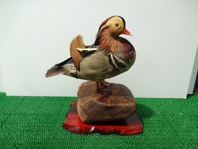 オシドリの剥製(はくせい）雄雌 夫婦セット☆