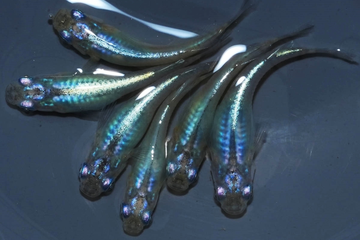 【夢中メダカ】極上【煌】1ペア 綺麗です。 非加熱パープルサファイア 2.5ct ダイヤモンド プラチナ ネックレス