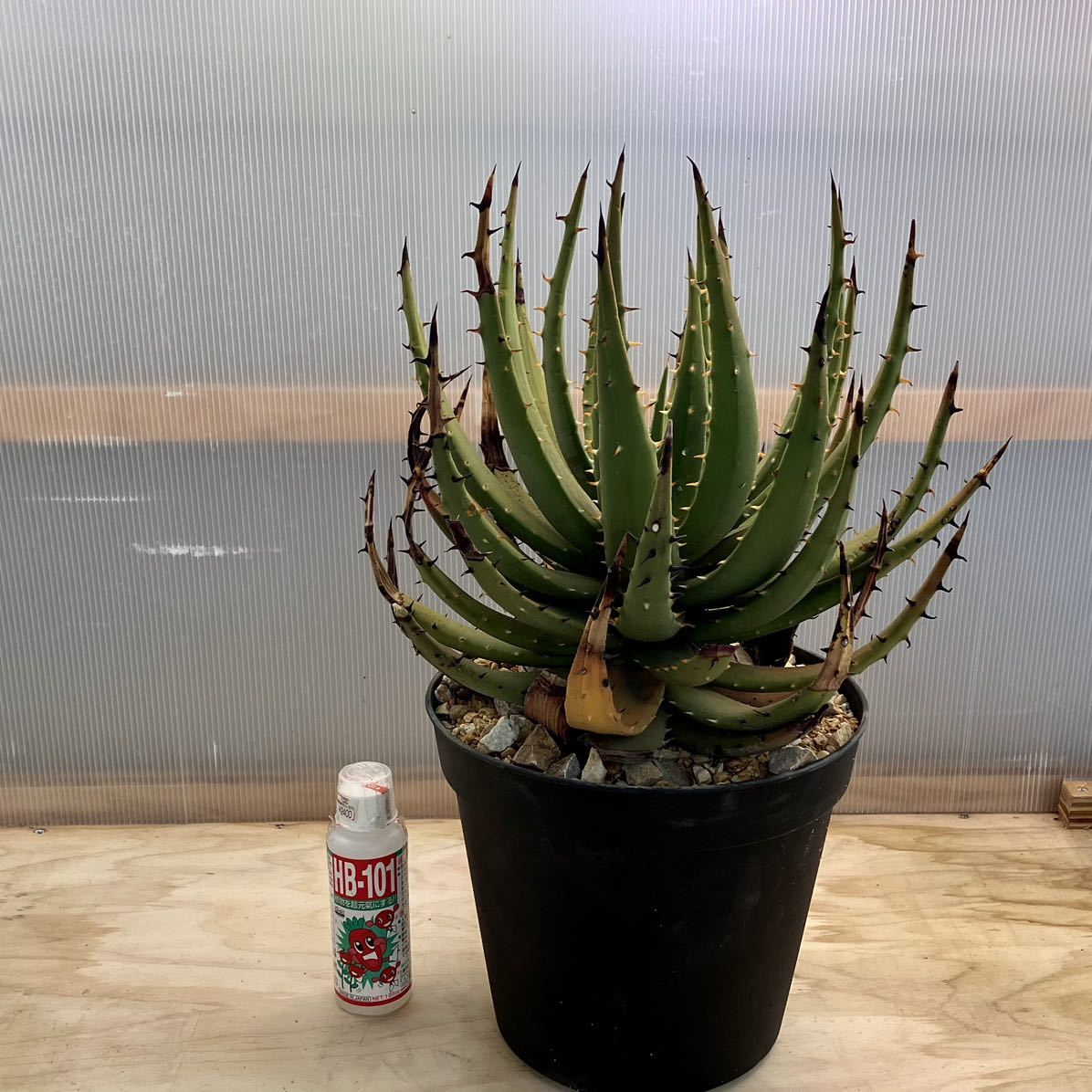 アロエ ピランシー 希少個体 TOKY✖️CACTUS GREEN鉢 ハオルチア 