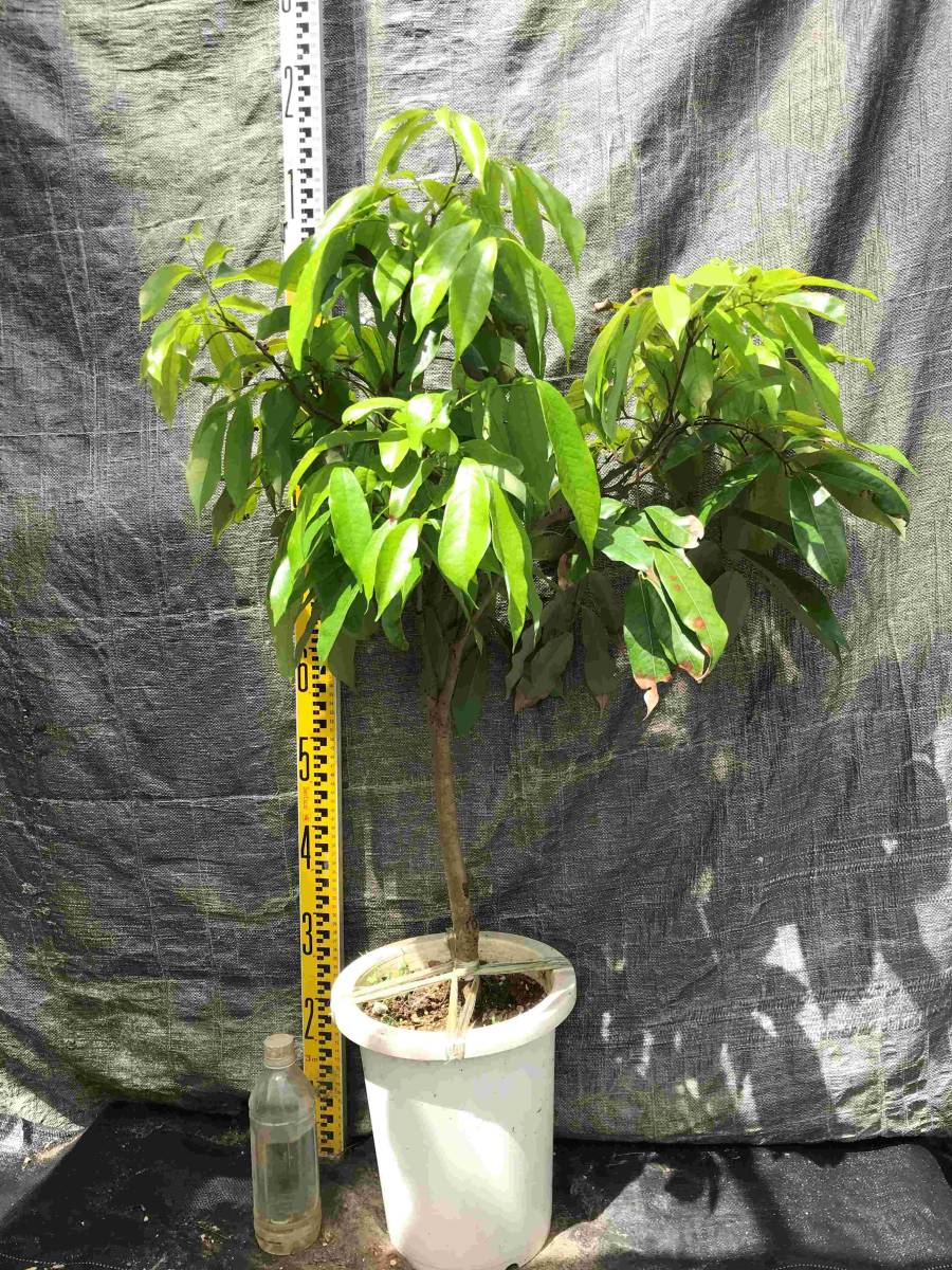 沖縄ライチ 取り木苗 【公式通販】