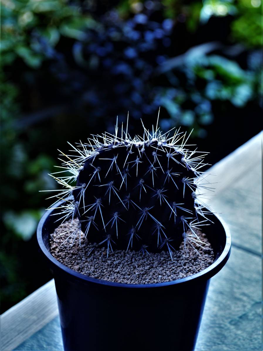 ガラパゴス団扇 黒肌 Opuntia galapageia 黒紫肌 多肉植物 団扇